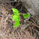 곡성-226 이미지