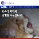 한남이 또 고양이 학대함 이미지