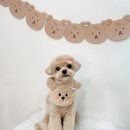 마이리틀멍 이미지