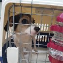 벨라켄넬 이미지