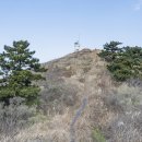 비양도의 비양나무자생지 이미지