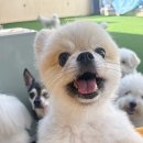 멍프리스쿨 이미지