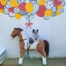 퍼피랜드애견카페 이미지