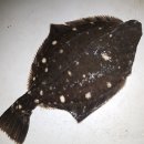 화성락실내바다낚시터 이미지