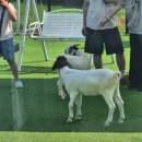 새말안길 이미지