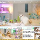 힐링캐터리 이미지