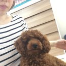 태능동물병원 | 먹골애견미용/태능동물병원 애견미용 후기 중랑구애견미용
