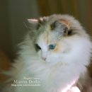 마론도리스(Marondollis) 이미지