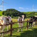 도움목장2 이미지