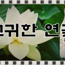 진흥탕 이미지
