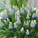 봄앤봄 플라워 카페 이미지