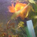 광동성반점 이미지