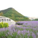 라벤더 - 제천시 고암로14길 9 | 라벤더