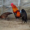 문영식 농장 이미지