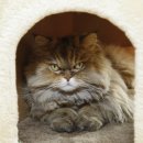 태능동물병원 이미지