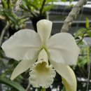 Cattleya warneri suavissima &#39;Santa Teresa&#39; (MC) 이미지