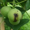 호두나무 이미지