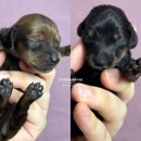 남양주켄넬 이미지