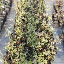 아침농원 이미지