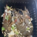 진실이네회마트 이미지