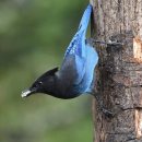 평일동물병원 이미지