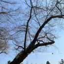 효성하이퍼마켓(염) | 도봉산숲속캠핑장 벚꽃캠핑을 꿈꾸며 20220402