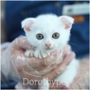 대구고양이분양 도로시펫 | 영천고양이분양 도로시펫에서 만난 스코티쉬폴드, 이제는 서로가 서로의 일상이 됐어요