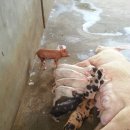 명복농장 이미지