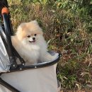 도그인 그레이 | 강아지 산책용 펫유모차 고민 끝 왓도그캣 무료 펫 선물로 포로리 강아지 유모차 선택