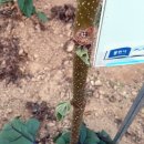 김상선농장 | [서포터즈] 용인시민농장 텃밭 후기