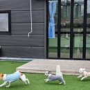 행복한 유치원 | 청수동애견유치원 우리 강아지의 행복한 하루, 천안 애견 유치원 후기