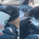 캣푸치노 이미지