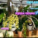 드림난원