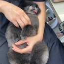 신길S동물의료센터 이미지