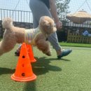 행복하댕 이미지