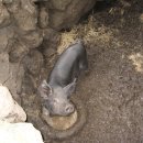 제주똥돼지 이미지