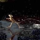 ■ 물위를 걷는다 바실리스크 도마뱀 이미지