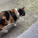 (주)왕왕 이미지