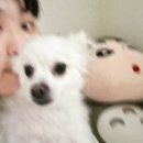 🐶받았다 홍홍이 드디어 간식🐶
