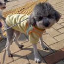 울림 반려견 교육센터 이미지