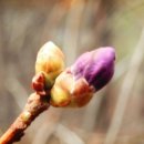 꽃봉우리 이미지