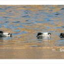 청도천6 이미지