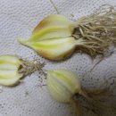 체리농원민박 이미지