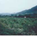 효선보건진료소 이미지