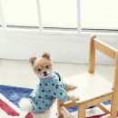 도기 Doggie 이미지