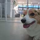 101애견유치원 이미지