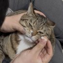 냥이를 사랑하는 멍멍이 | 페노비스 반려동물 영양검사 후기