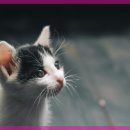 사랑애완동물병원 이미지