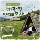 종일목장 | 대관령 양떼목장 가볼만한곳! 평창 여행 필수코스, 자연 속 힐링 가족데이트 후기
