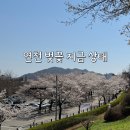 전곡읍행정복지센터 | 연천 벚꽃 명소ㅣ전곡읍 벚꽃 개화 현황, 은대공원·벚꽃거리 + 축제, 드라이브 코스